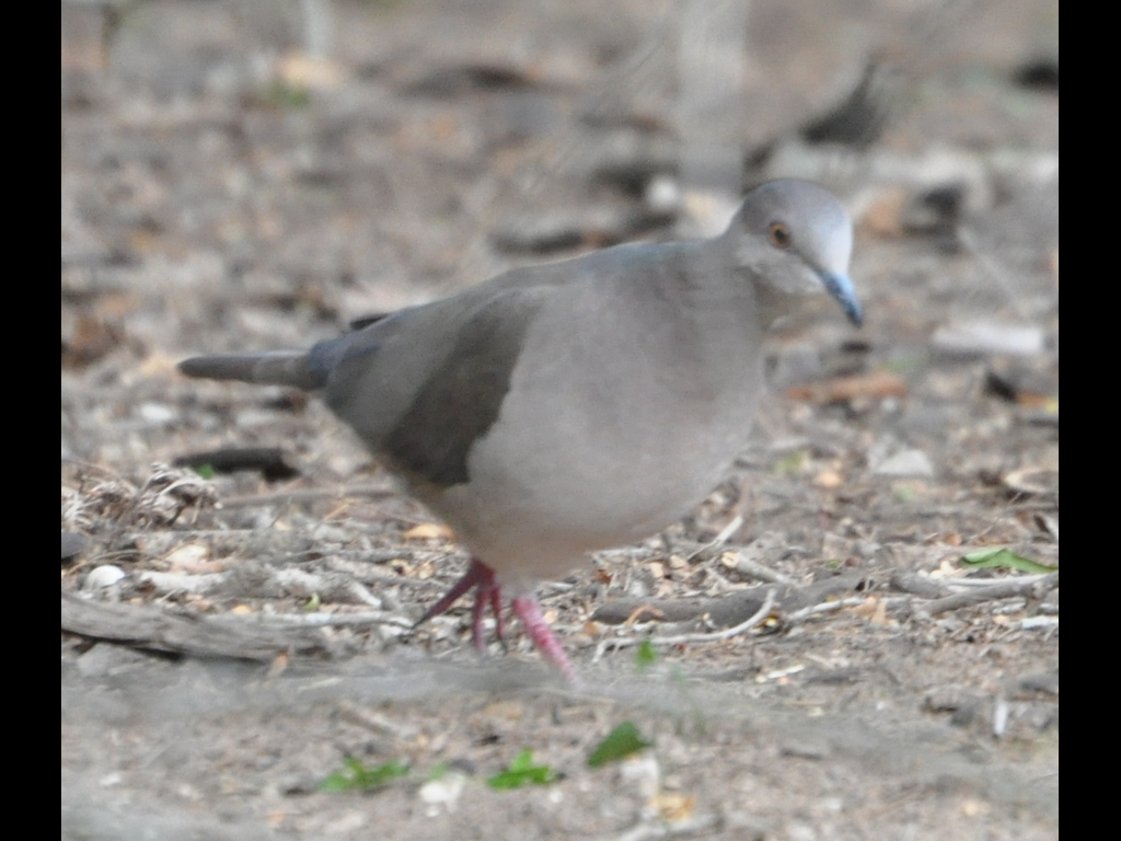 DSC_0444b.JPG