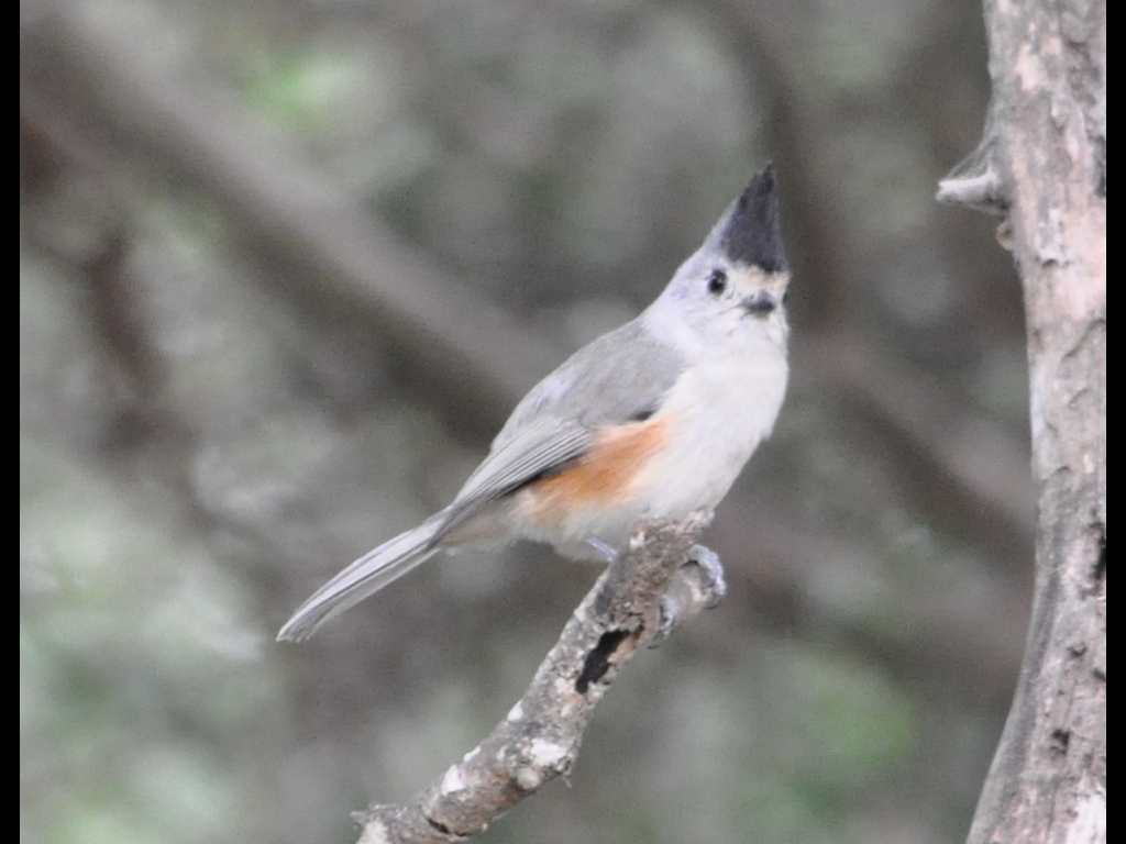 DSC_0488b.JPG