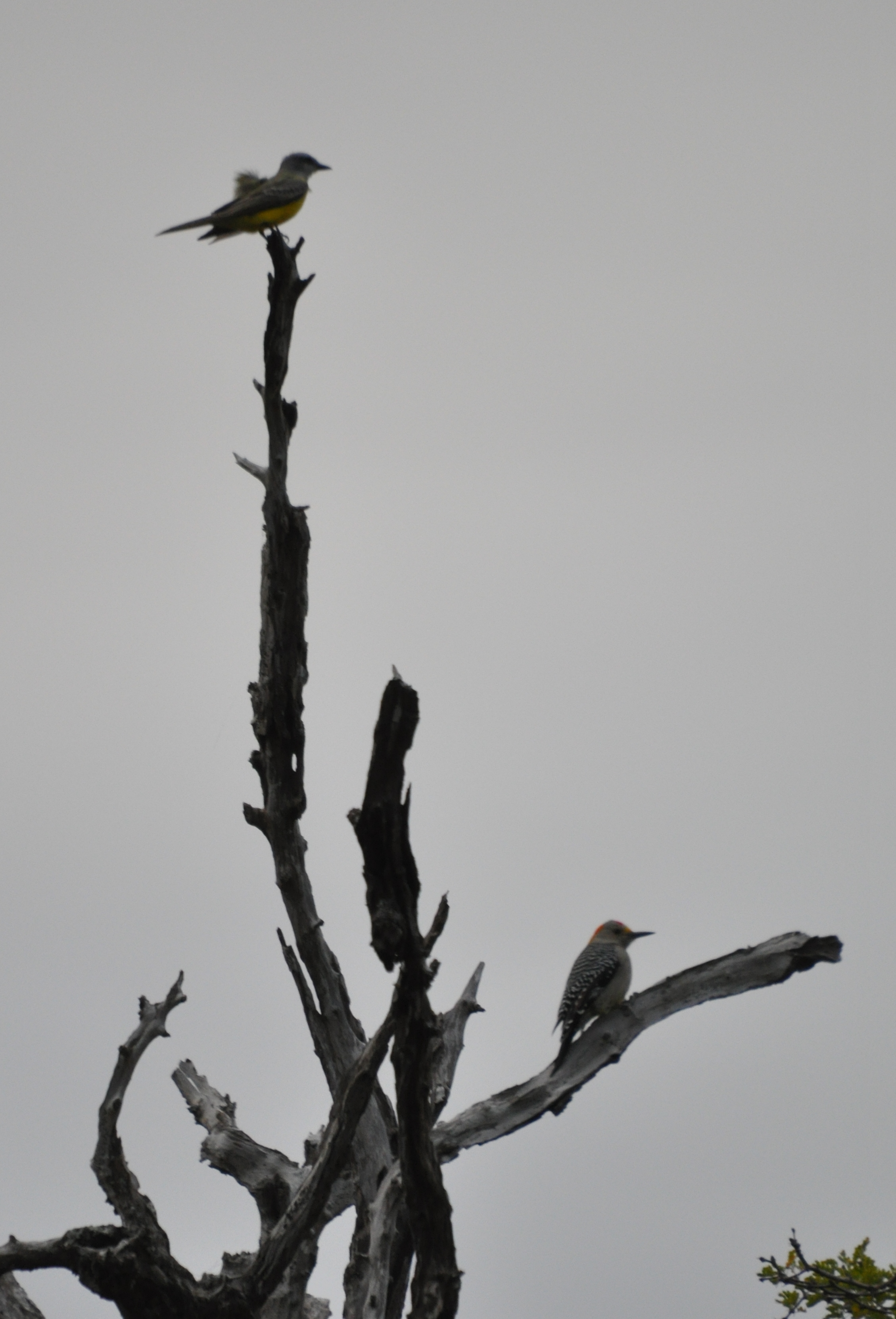 DSC_0533b.JPG
