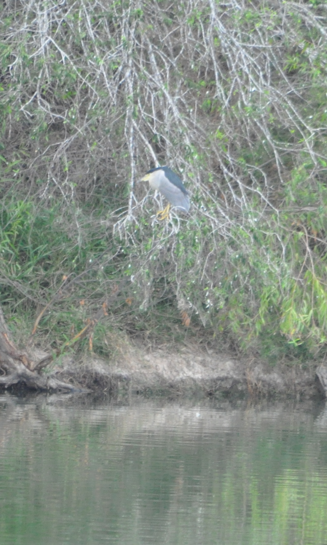 DSC_0623b.JPG