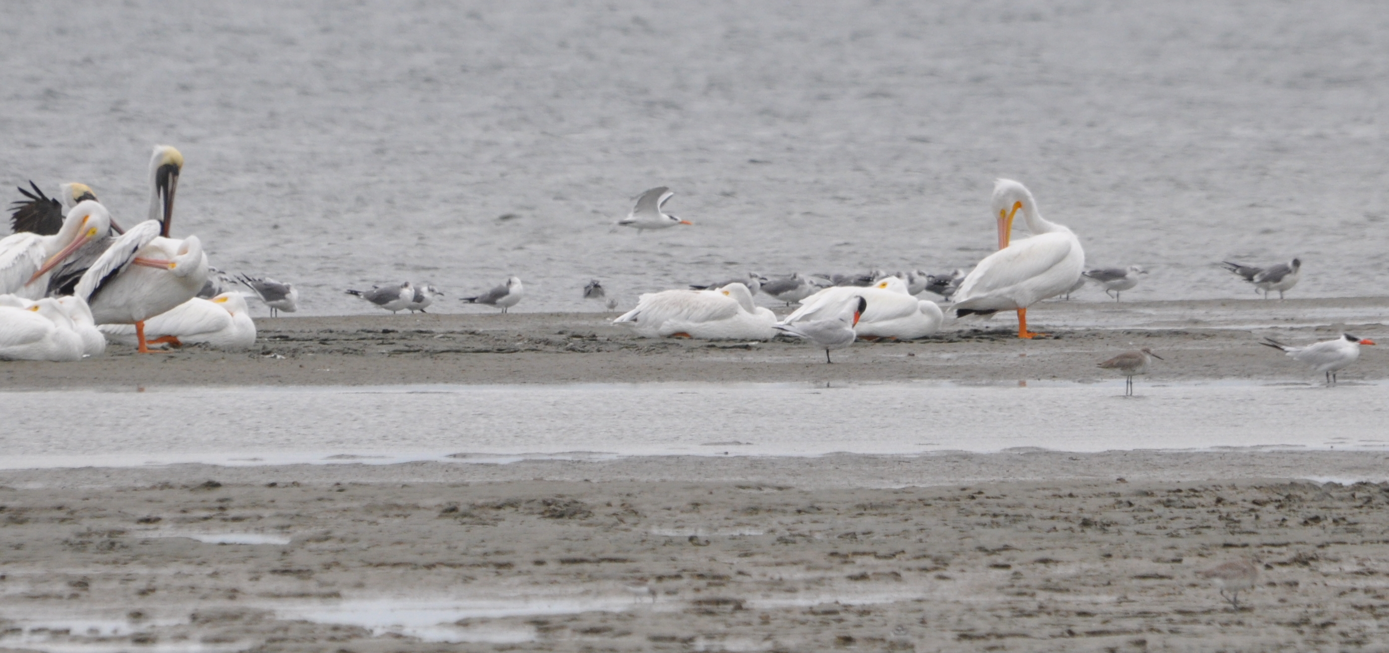 DSC_0508b.JPG
