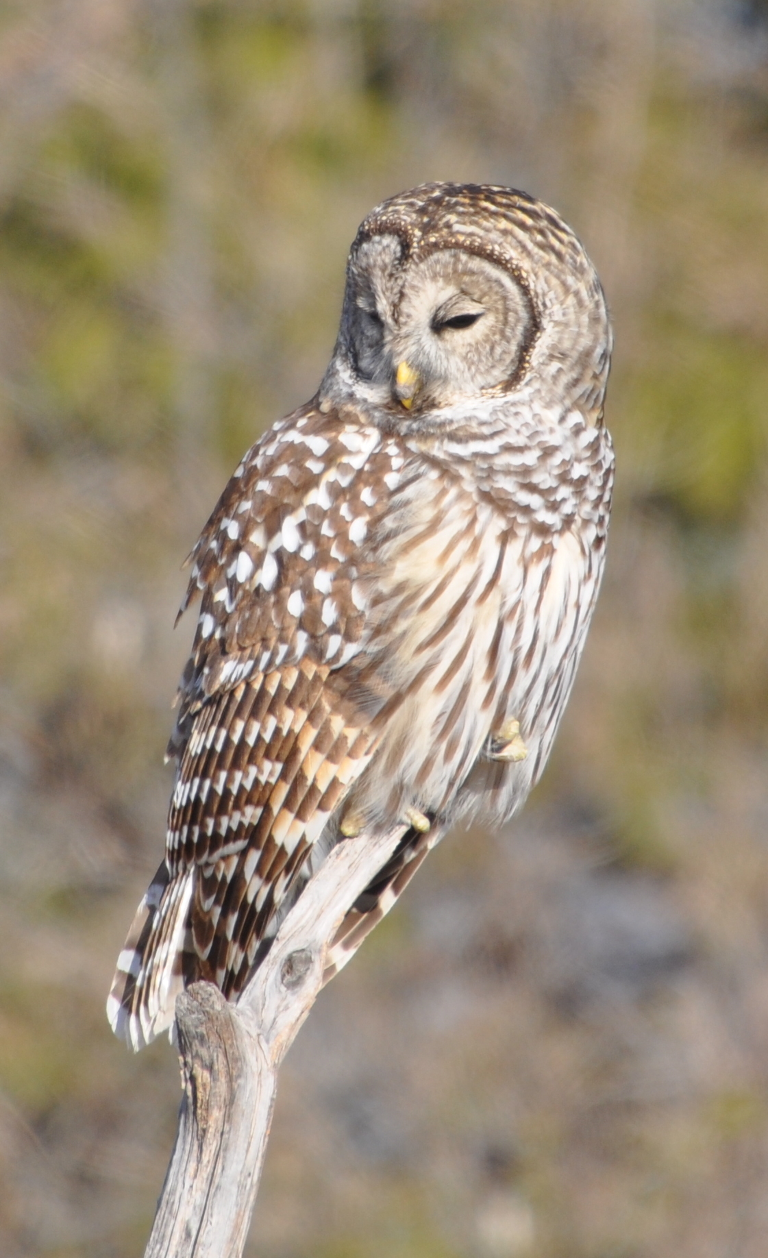 DSC_0026b.JPG
