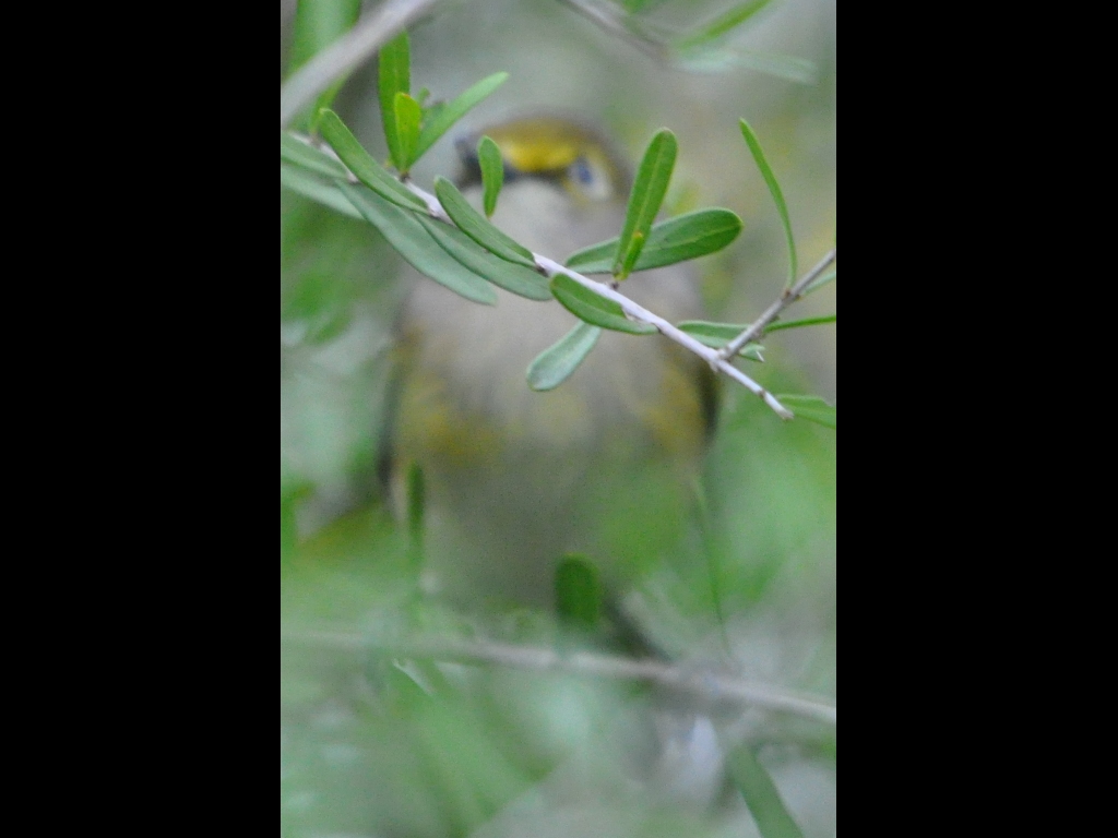 DSC_0046b.JPG