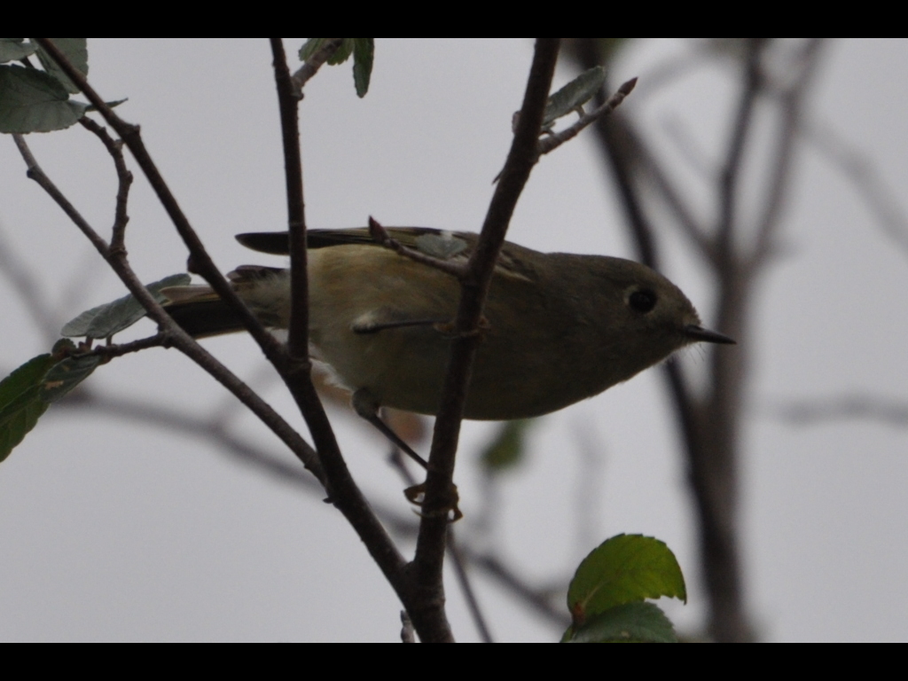 DSC_0057b.JPG