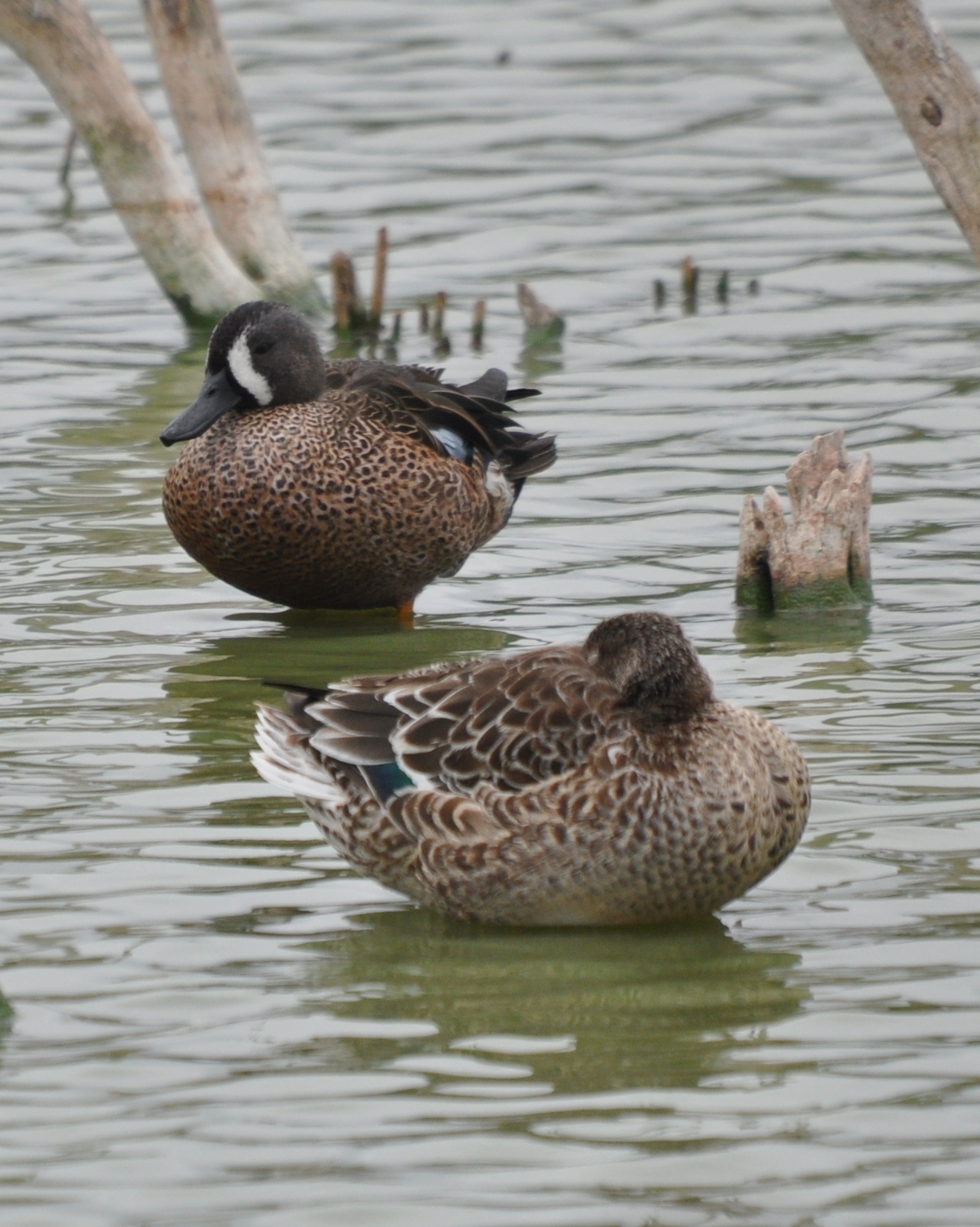 DSC_0196b.JPG