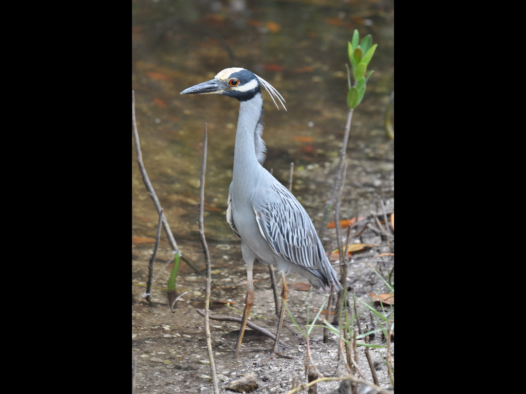 DSC_0803b.JPG