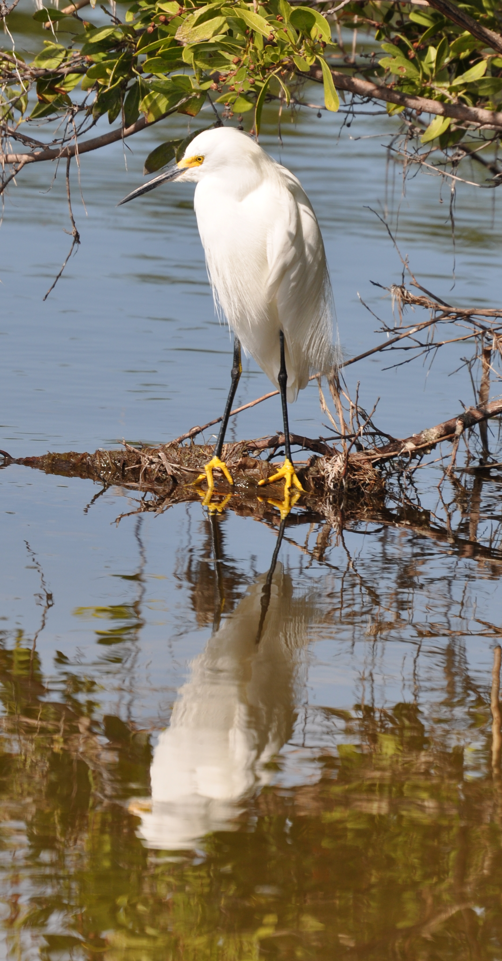 DSC_0973b.JPG