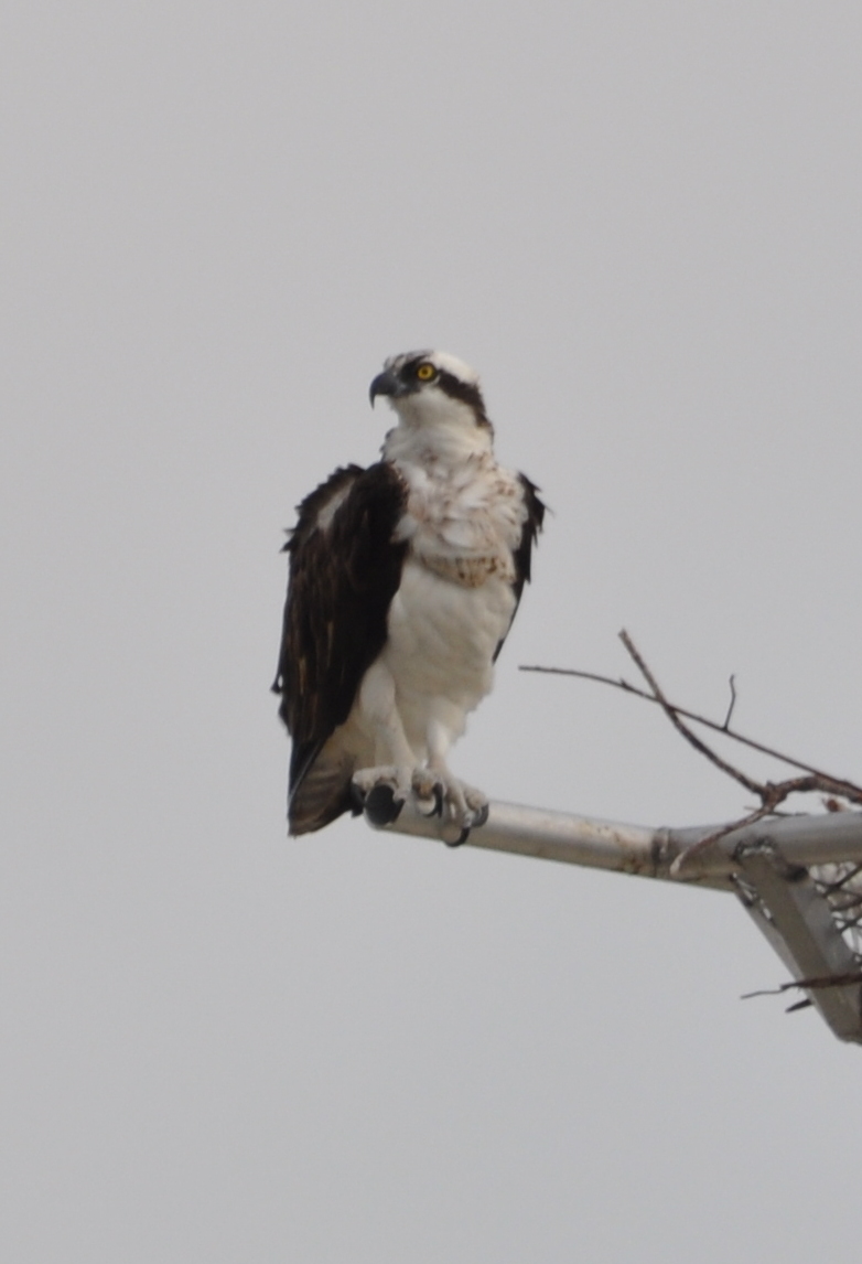 DSC_0187b.JPG