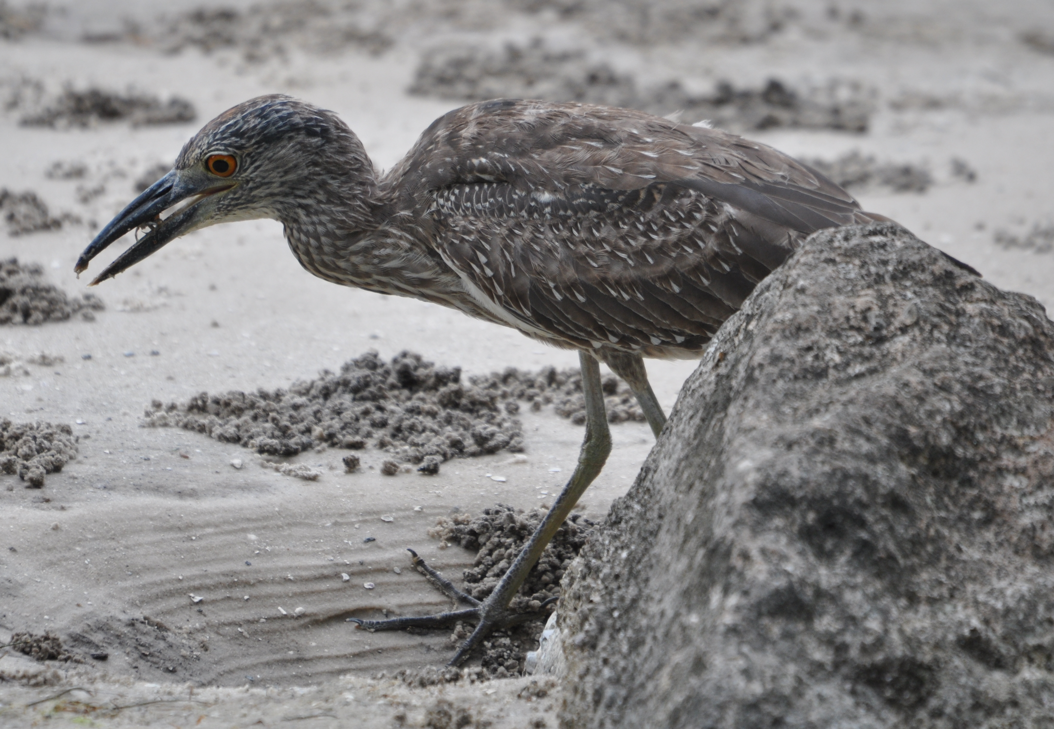 DSC_0030b.JPG