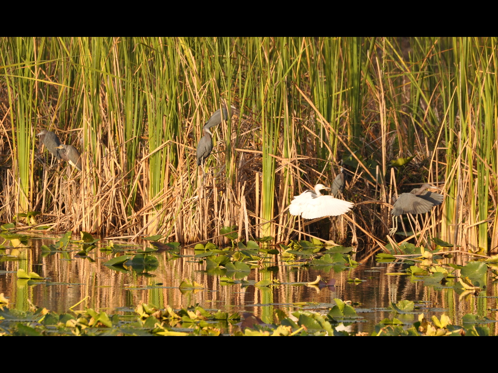 DSC_0069b.JPG