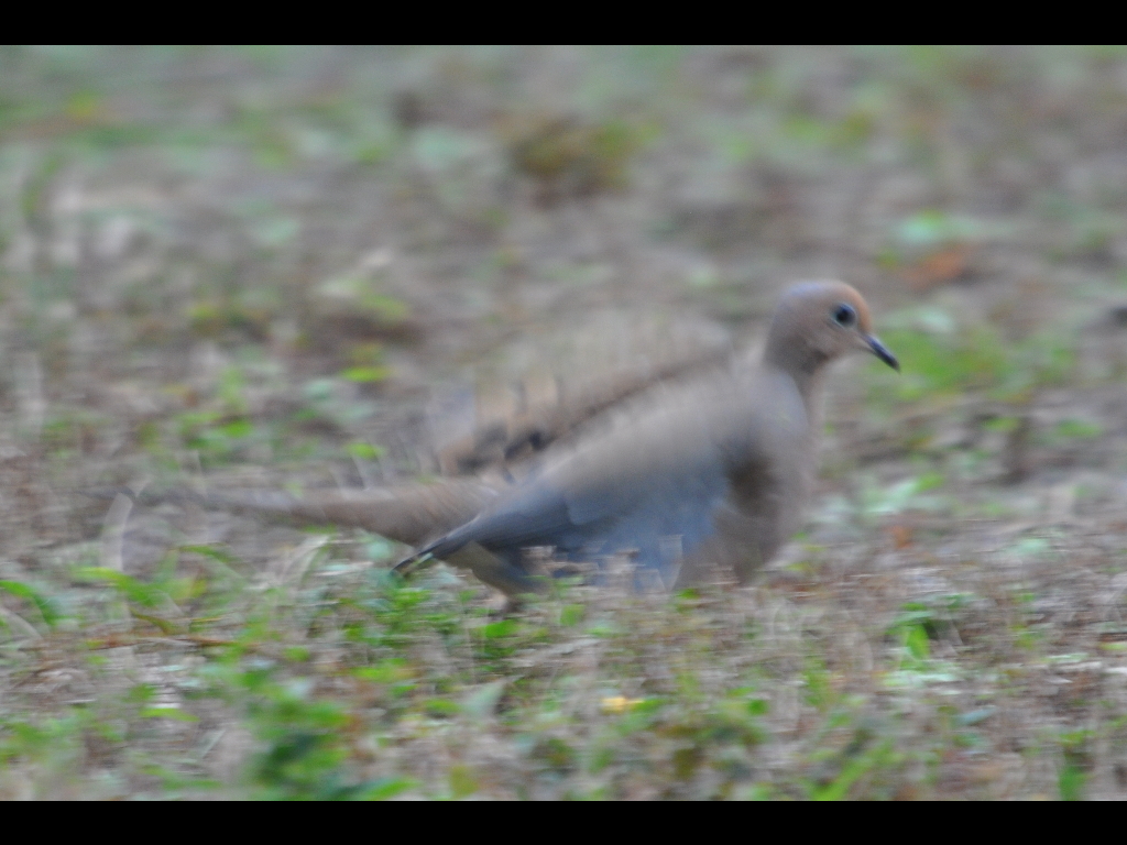 DSC_0459b.JPG