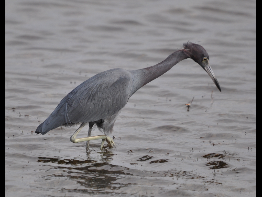 DSC_0268b.JPG