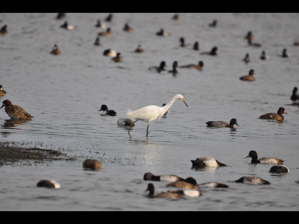 DSC_0526b.JPG