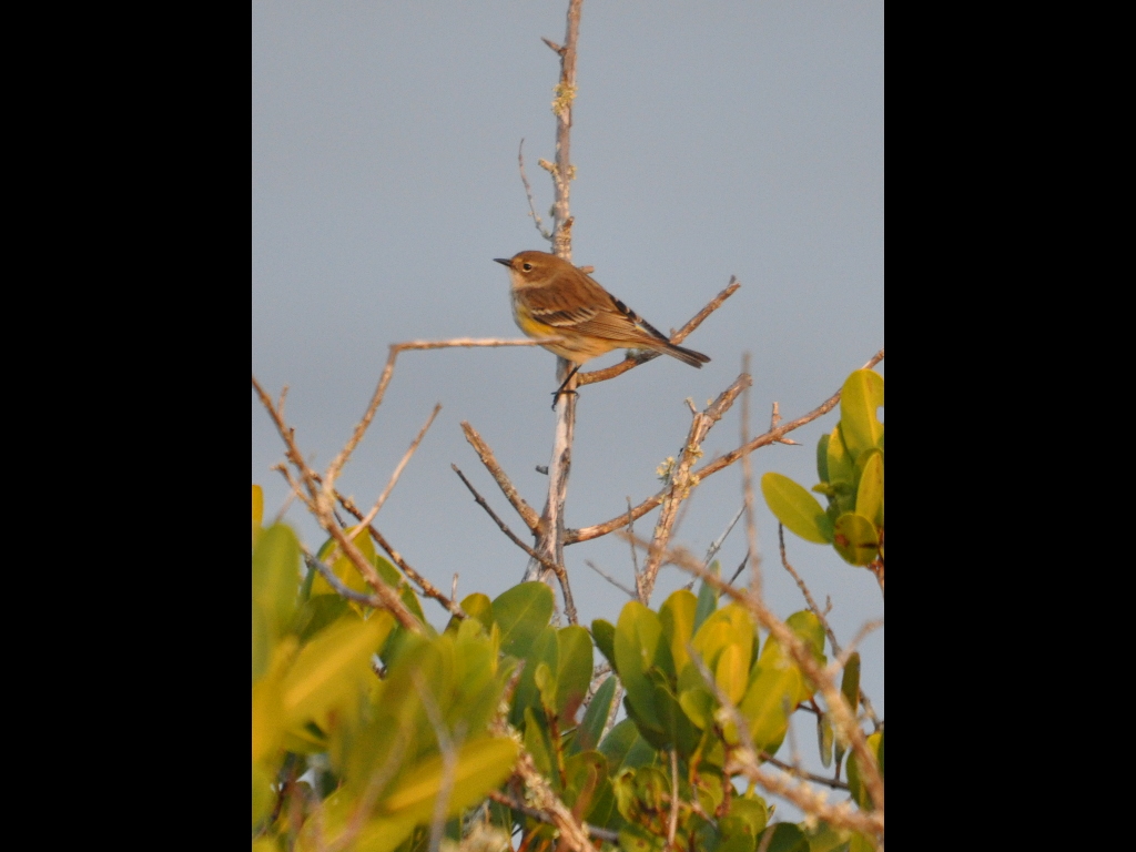 DSC_0011b.JPG