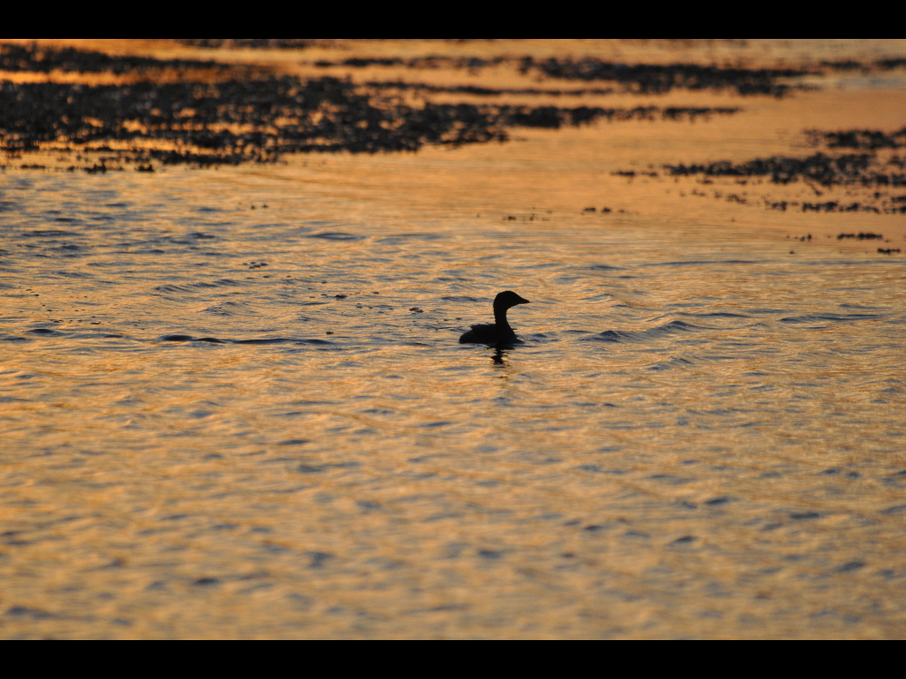 DSC_0046b.JPG