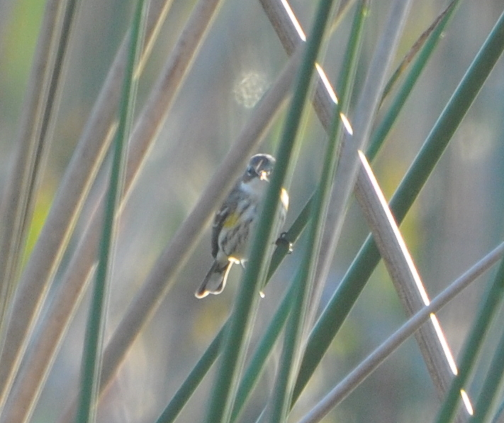 DSC_0043b.JPG