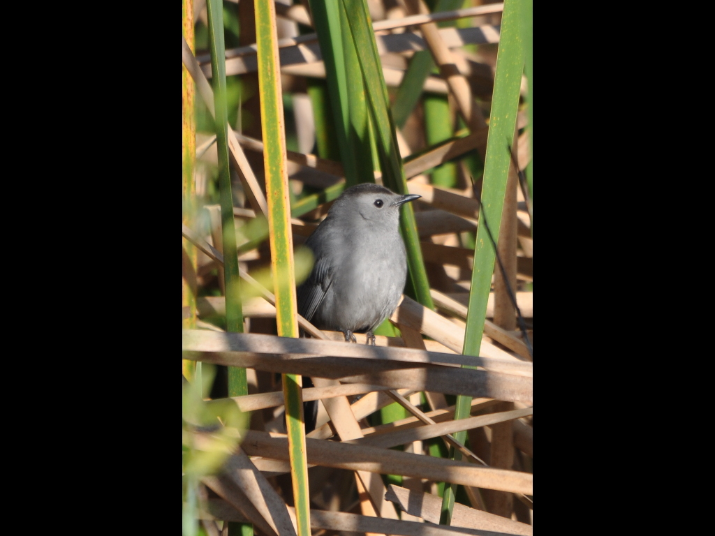 DSC_0259b.JPG