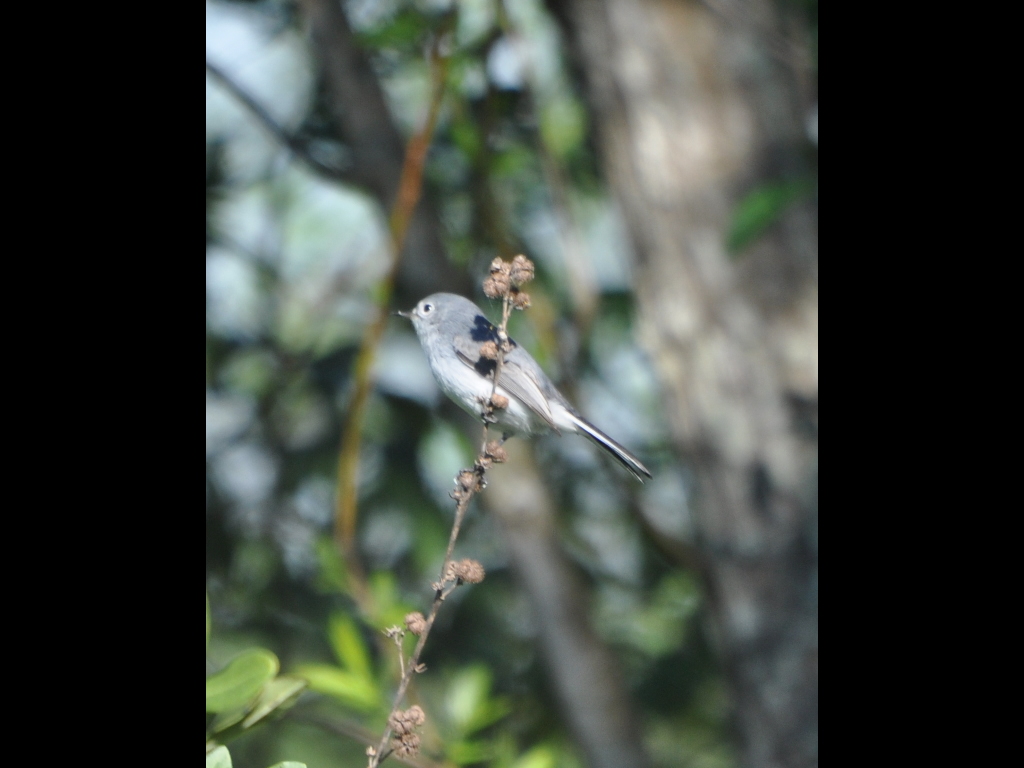 DSC_0346b.JPG