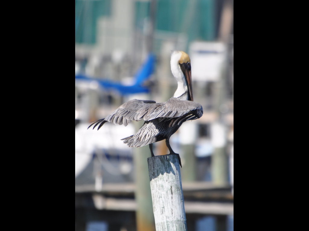 DSC_0372b.JPG
