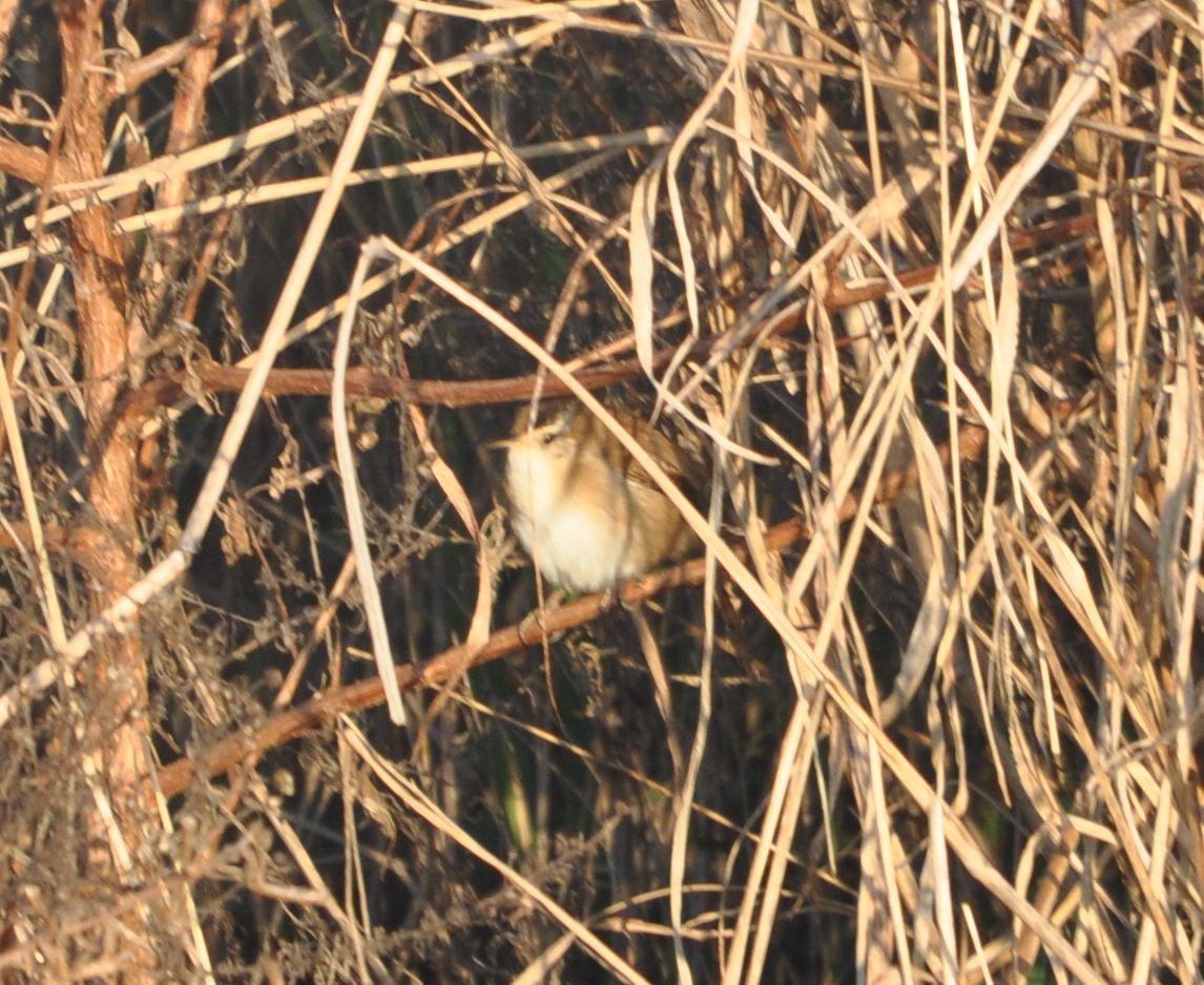 DSC_0022b.JPG