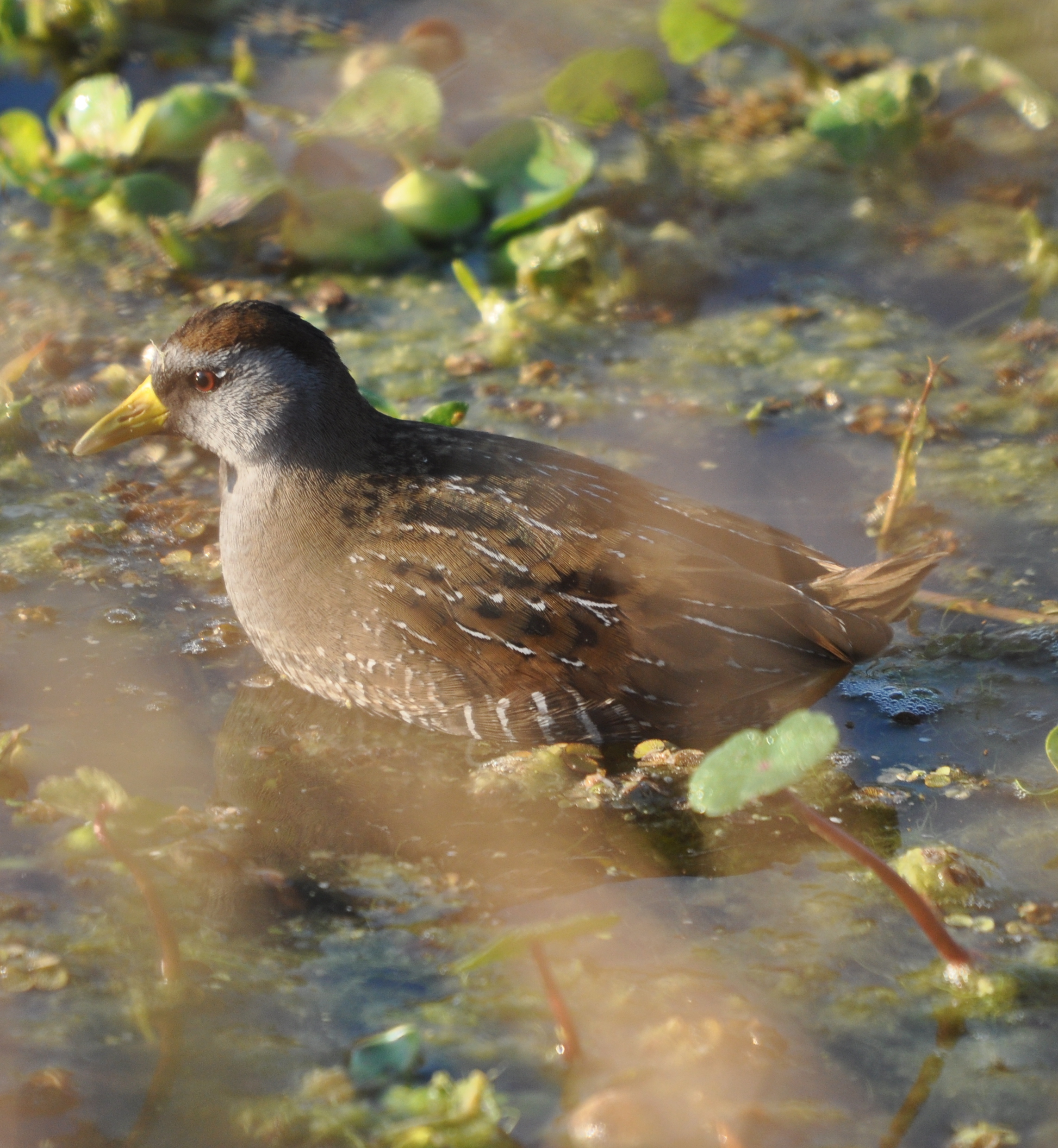 DSC_0121b.JPG