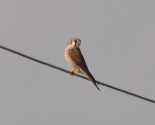 DSC_0594b.JPG