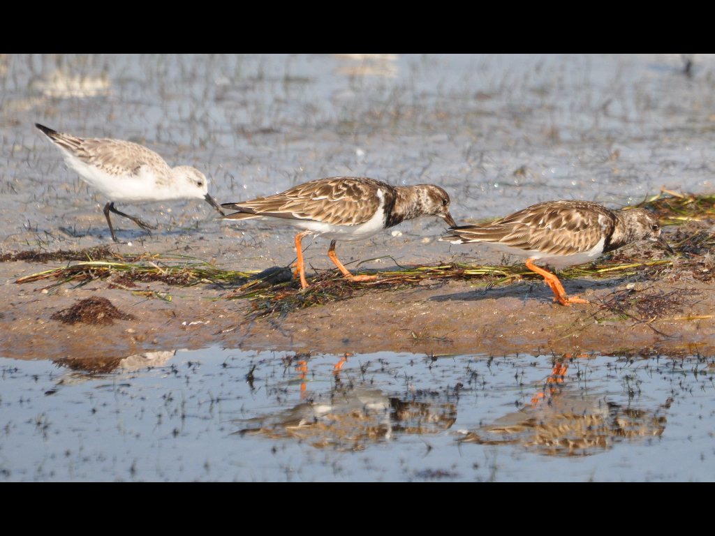 DSC_0071b.JPG