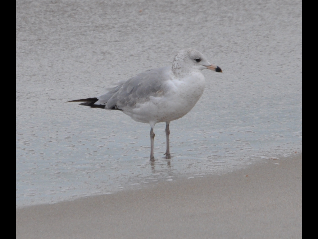 DSC_0174b.JPG