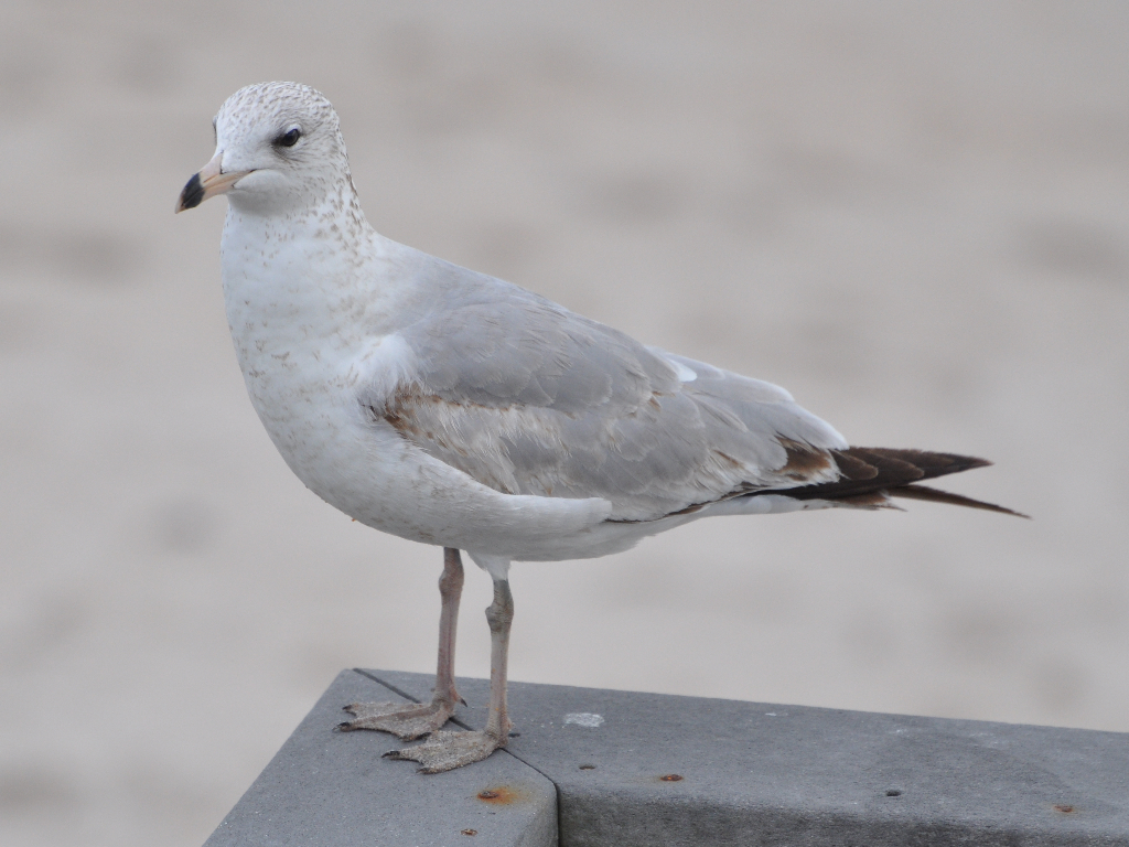DSC_0188b.JPG
