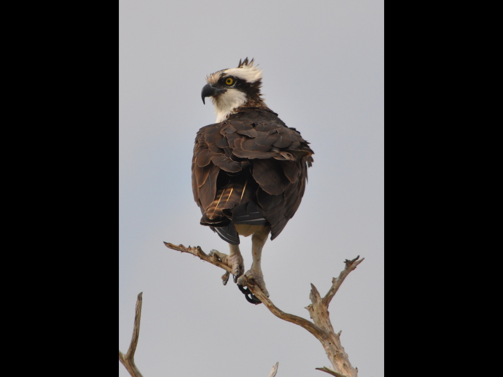 DSC_0377b.JPG