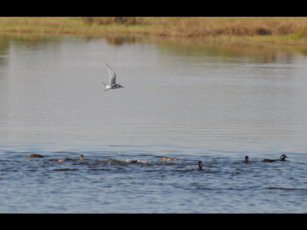 DSC_0141b.JPG