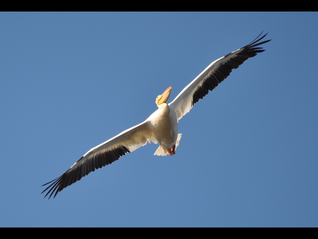 DSC_0176b.JPG