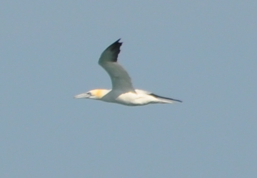 DSC_0429b.JPG
