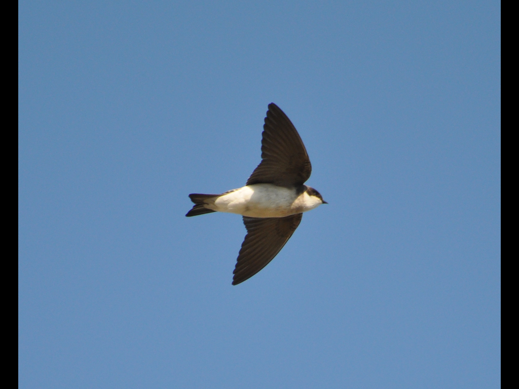DSC_0265b.JPG
