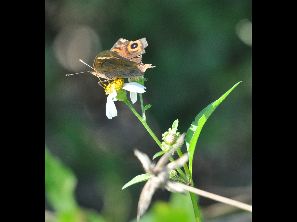 DSC_0496b.JPG