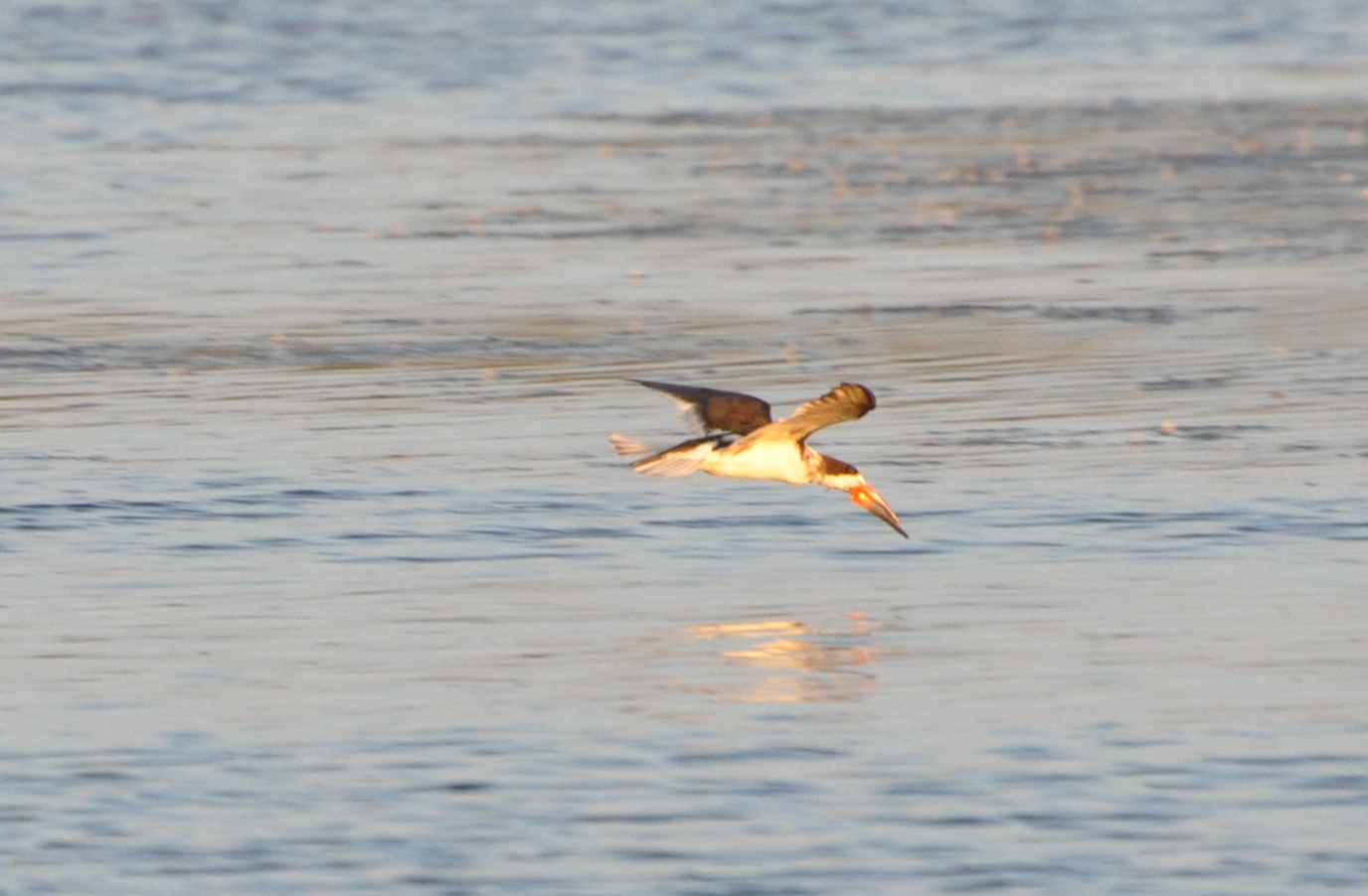 DSC_0583b.JPG