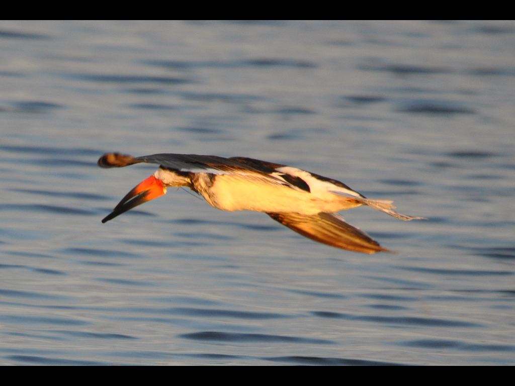 DSC_0683b.JPG