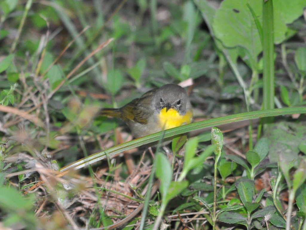 DSC_0805b.JPG