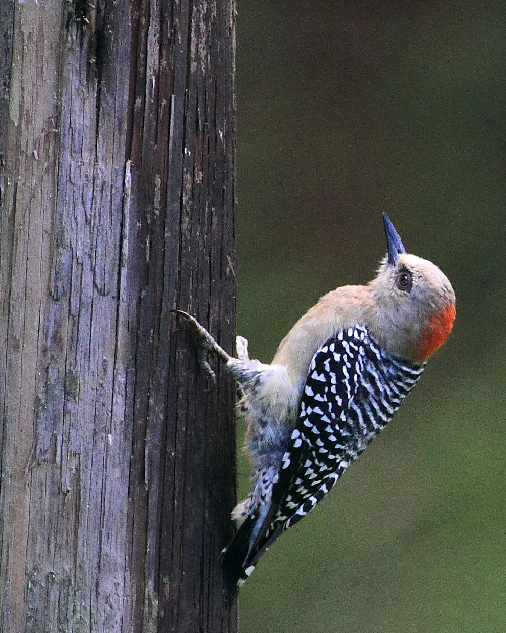 IMG_4087woodpecker.JPG