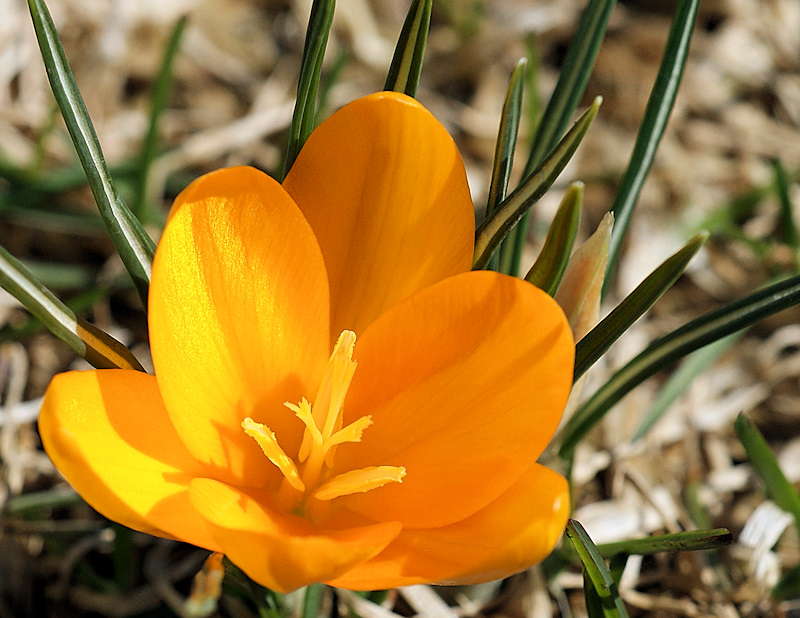 DSC02776 - Crocus