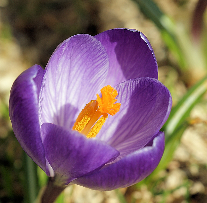 DSC02777 - Crocus