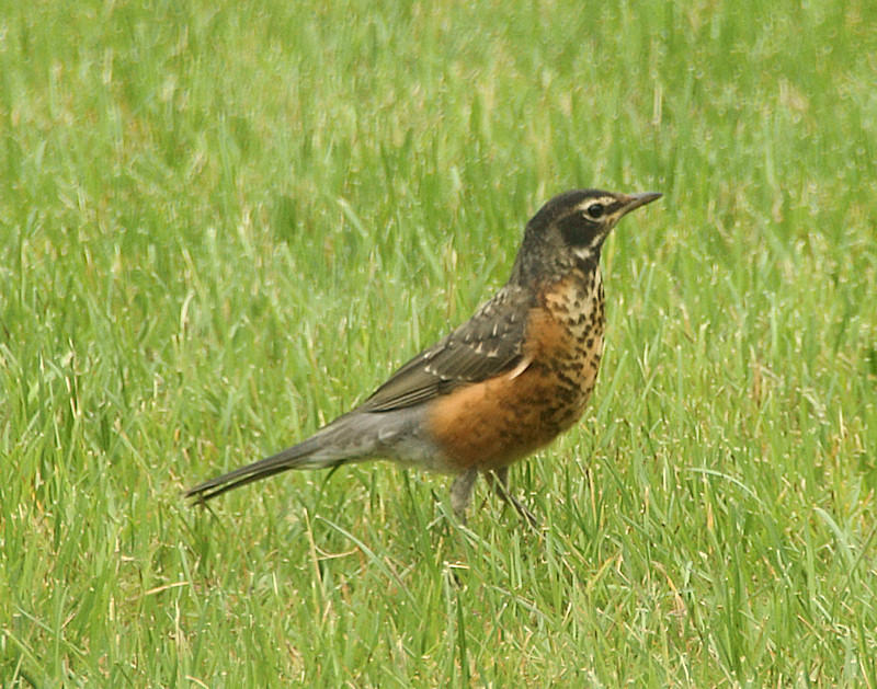DSC03952 - Juvenile Robin