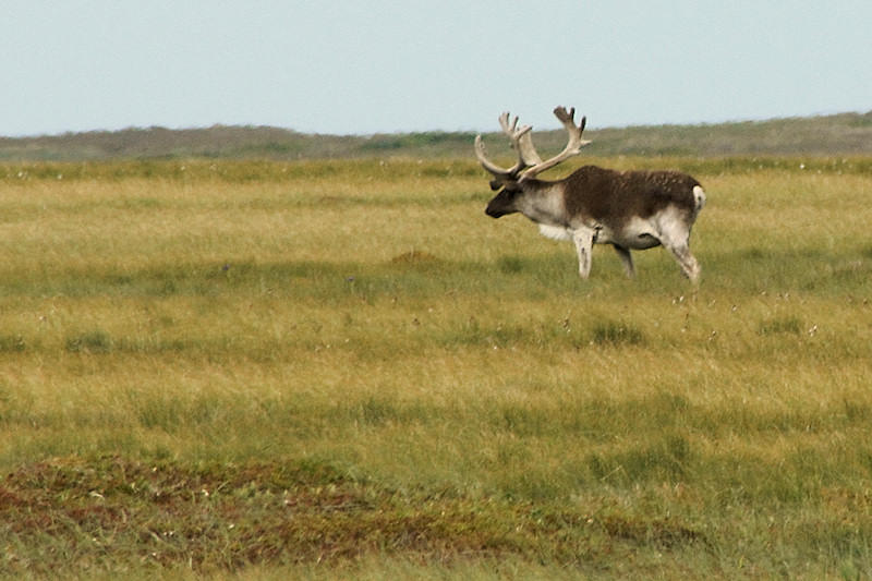 DSC04177 - A Fine Stag