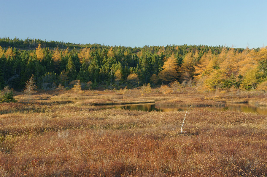 DSC05570 - Autumn Wetlands