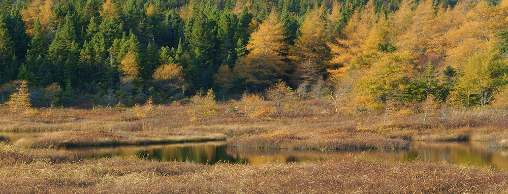DSC05569 - Autumn Wetlands II