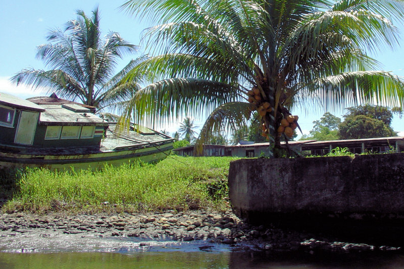 DSC01398 - Coconut palm and abandoned boats