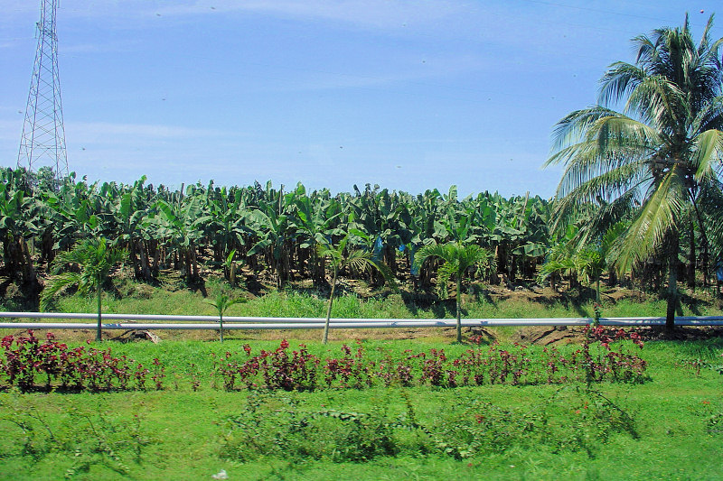 DSC01449 - Banana plantation