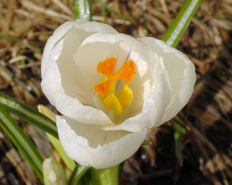 Crocus 010