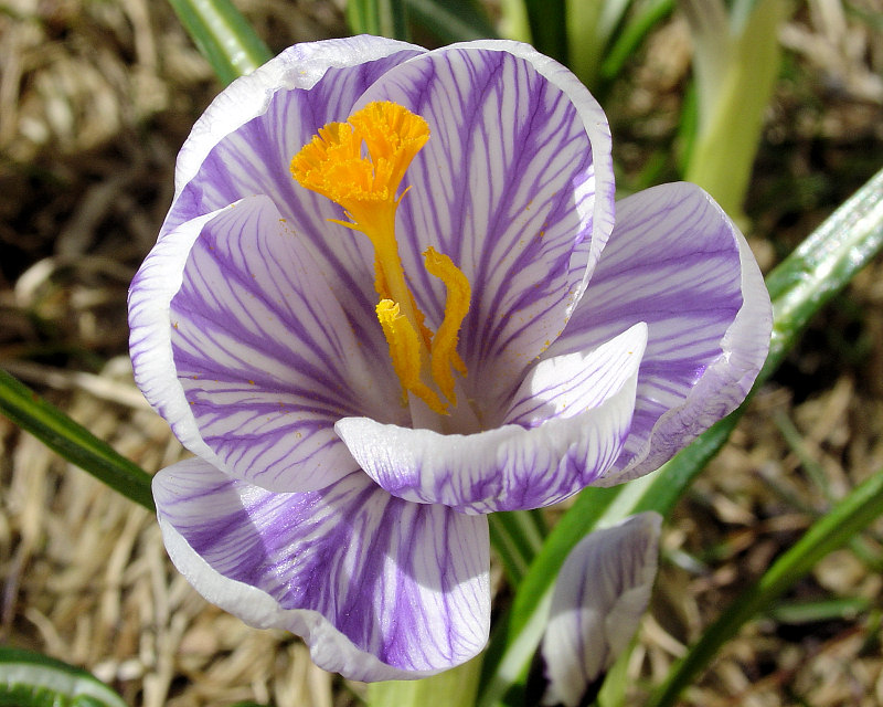 Crocus 014