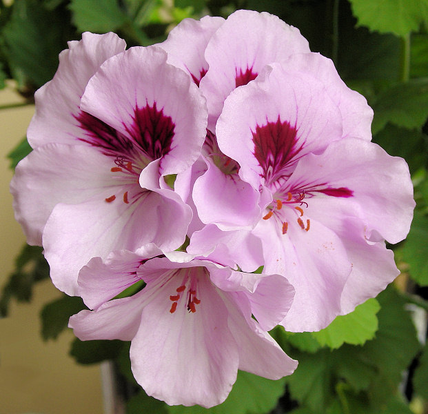 Pansy-Geranium